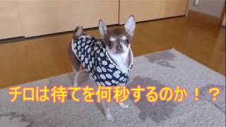 スムースチワワ愛犬チロル☆待て何秒できるか!?第1弾