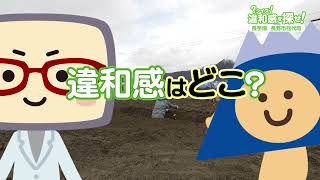 長野市松代地区産「ながいも」を育てる農家さんを取材 JAグリーン長野（？クイズ！違和感を探せ！ 2023年3月28日放送）