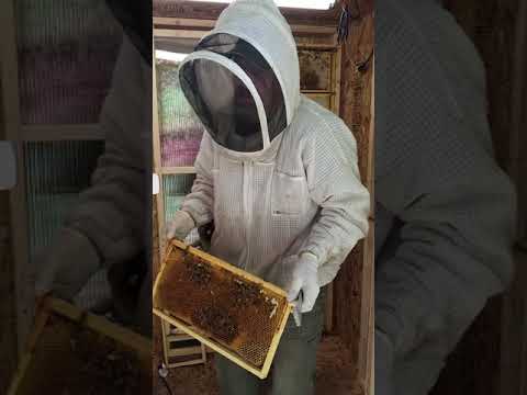 Inside my beehouse Inside my beehouse