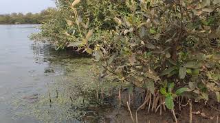 Pneumatophores - Breathing roots of Mangroves