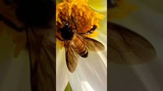 Why Do Bees Die After Stinging? #shorts