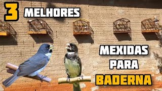 3 melhores mexidas para baderna : Dicas para iniciantes