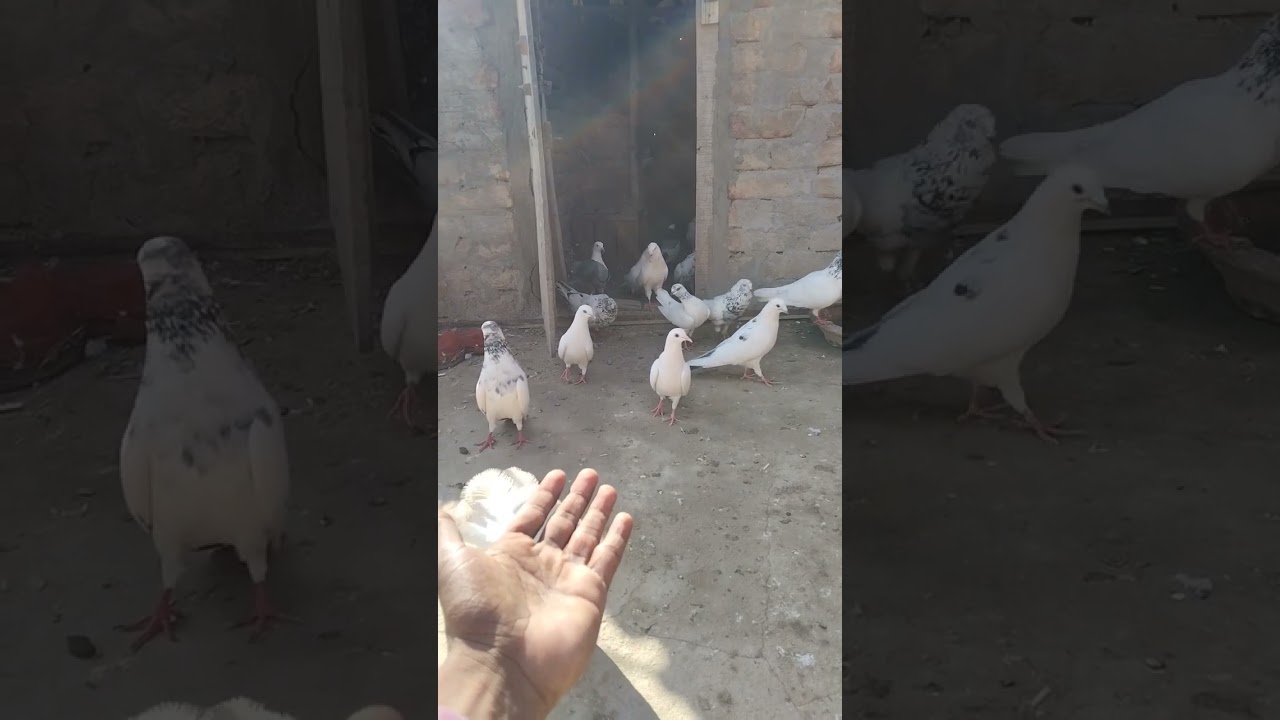 Lakkha Kabutar Youtube