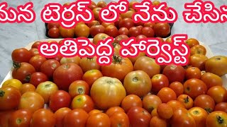 10kgs Tomato 🍅Harvest  from Terrace||మన టెర్రస్ లో నేను చేసిన అతిపెద్ద tomato హార్వెస్ట్