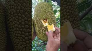 Tasty Jackfruit | Varika Chakka #shots #jackfruit