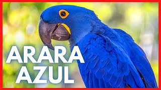 ARARA AZUL - AVE SIMBOLO DO BRASIL - fatos e curiosidades