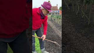 How to prep beds, no dig with lumpy compost