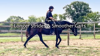 Tips to Longer Strides and Smoother Gaits #tennesseewalkinghorse