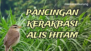 Pancingan Kerak basi Alis hitam untuk mera4ngsang bunyi