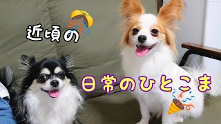 元保護犬チワワとパピヨンのかほご犬s、最近の我が家はこんな感じです。もちろんチワワとパピヨン中心です。