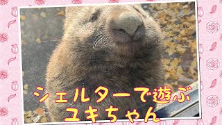 【wombat】シェルターで遊ぶユキちゃん☆(Play with shelter)