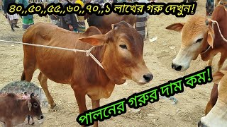 @আজ ২৮ জানুয়ারি ২০২৫|| গরুর বাজার না কী আজ কম! বাজেটের মধ্যে সেরা ষাঁড় গরু দেখুন! cow prices 2025