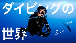 僕がハマったダイビングの魅力｜海外のスポット、サメ、機材、ライセンス、生活に役立つ事などを紹介します