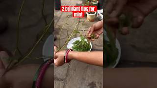 Mint Regrowing techniques #gardening #telugushorts# growing herbs #teluguvlogs #ytshortsviral