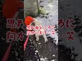 寒波到来…⛄️ 2025年2月5日　マルチーズ✖️ミニチュアダックス　マルダックス dog 可愛い 癒し 癒しわんこ