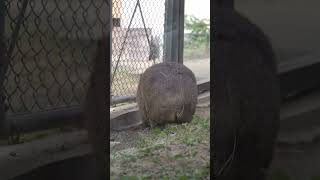 穴堀りに夢中なフクちゃん #wombat