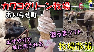 【青森おでかけ】エサやりで羊に癒される！牧場ソフト＆ヨーグルトが激ウマ！BBQやキャンプもできる「カワヨグリーン牧場」 （おいらせ町グルメ）