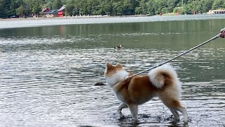 遠い🌀台風10号の影響で⛰️赤城山も🗓️先週後半から🌧️大雨続き🦢大沼の水位が上がり湖畔の景色が変わった🦆真鴨が近くまで寄って来ました⛩️御神水も沢山湧き出してた🤗