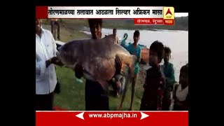 Toranmal, Nandurbar : Huge fish