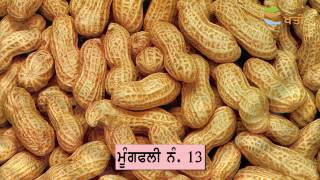 Groundnut | ਮੂੰਗਫਲੀ ਦੀ ਫਸਲ ਬਾਰੇ ਆਮ ਜਾਣਕਾਰੀ - Apni Kheti