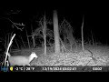 trail camera 2 bush camp wildlife 12 09 to 12 28 24 trailcam wildlife beup