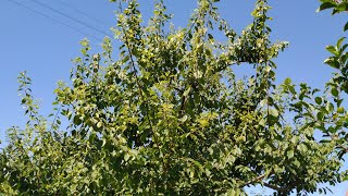 Cherrycot (Cherry - Apricot Hybrid) Prunus pumila var besseyi x armeniaca