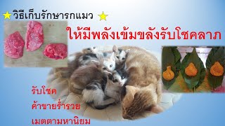 รกแมวโชคลาภเมตตามหานิยม