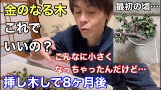 【教えて】金のなる木がどんどん小さくなってきました。剪定後の8ヶ月後の様子【金のなる木③】