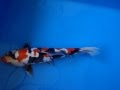 Unique Shinoda Doitsu Showa Koi Fish