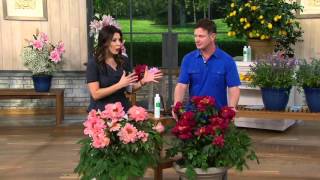 Roberta's 1-pc. Long Lived Ancient Chinese Tree Peony on QVC