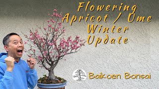 Flowering Apricot / Ume - Winter Update -  Bonsai Techniques - Baikoen Bonsai Club