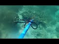 the ultimate spearfishing experience in calatagan batangas pristine waters spearfishing philippines