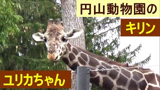 キリンのユリカちゃんが可愛すぎる💛長い首にあらためて驚いてみる 　円山動物園　realize again giraffe long neck in MARUYAMA ZOO