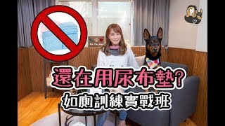 毛孩教育｜開箱實測寵物環保尿布墊｜定點上廁所訓練方法｜經理在幹嘛