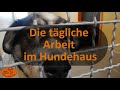 Die tägliche Arbeit eines Tierpflegers im Hundehaus