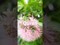 Surah Yusuf urdu translation