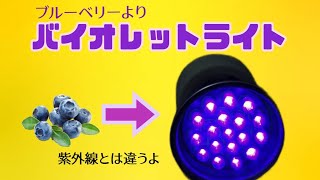 ブルーベリーよりもバイオレットライト🟪【近視抑制、眼病予防】