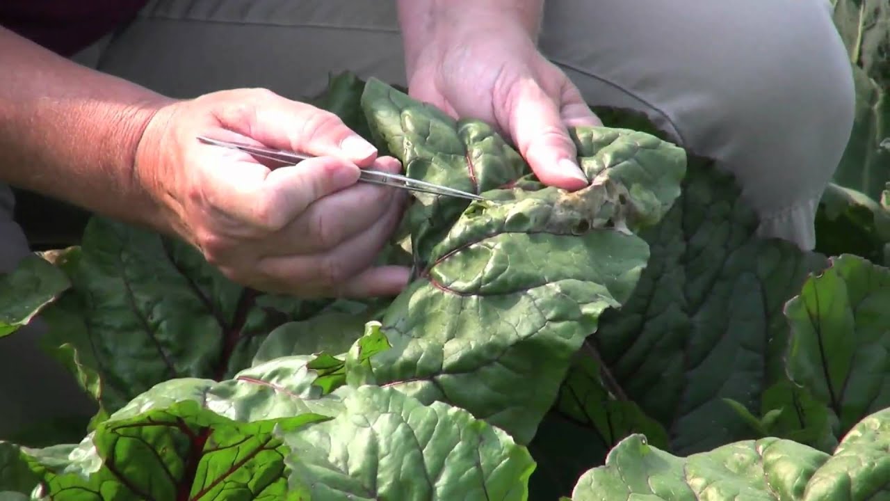 HOW TO: GARDEN INSECTS AND PESTS - YouTube