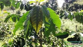 Gayo Coffee Farm: Arabica Coffee Varietal P88