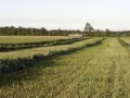 swathing silage