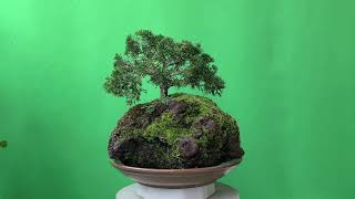 Bonsai juniper on green background. Бонсай. ( Video Background Stock Footage Free )