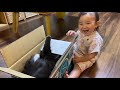 箱入り娘達と箱入り息子な猫　ノルウェージャンフォレストキャットとラガマフィンa cat playing in a box.norwegian forest cat.ragamuffin.