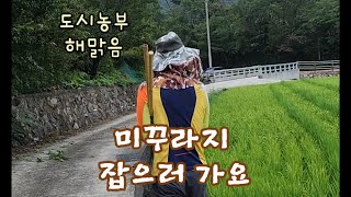 비오고 무더운날 냇가에서 추억의 물놀이  미꾸라지 잡기