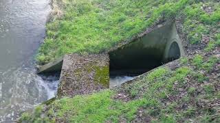 Deipebach (?) Mündung in Schwarzbach - Ex Köttelbecke - Datteln - mini Hochwasser