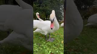 Dont be afraid of Birds #swans #norway #bergen #birdwater #birdlovers #autumn