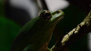 Female Chinese Flying frog (Rhacophorus dennysi)