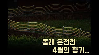 동래 온천천 4월의 향기