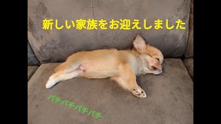 新しい家族をお迎えしました。生後2ヶ月のチワワ♂です。