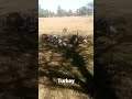 Turkey birds, free range