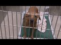 Animal shelters across the country battling overcrowding